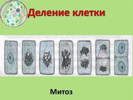 Специфическое деление клеток