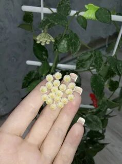 Хойя эскимо уход