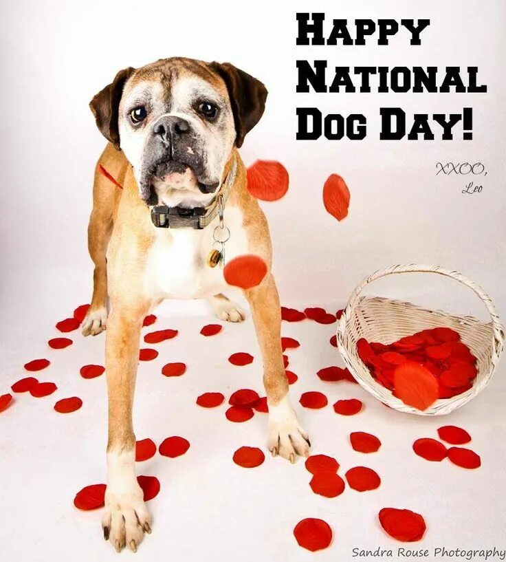 Переведи на русский dog day. Happy International Dog Day. Собачьи дни. Дог дей Dog Day. Dog Day ава.