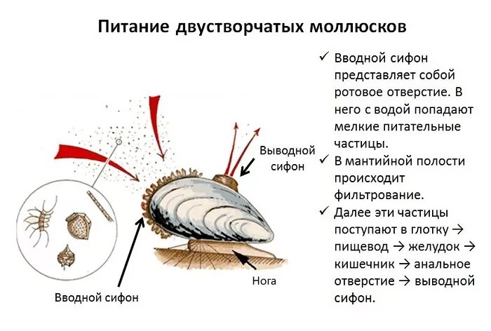 Фильтрация моллюсков. Фильтрационный Тип питания у моллюсков. Двустворчатые моллюски питаются. Как питаются двустворчатые моллюски. Тип питания двустворчатых моллюсков.