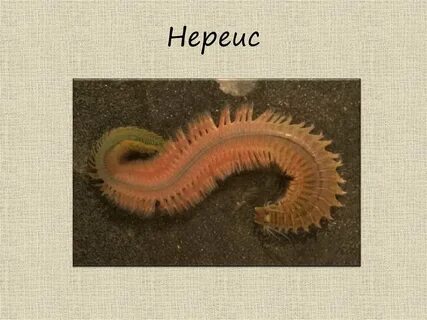 Тип симметрии кольчатых