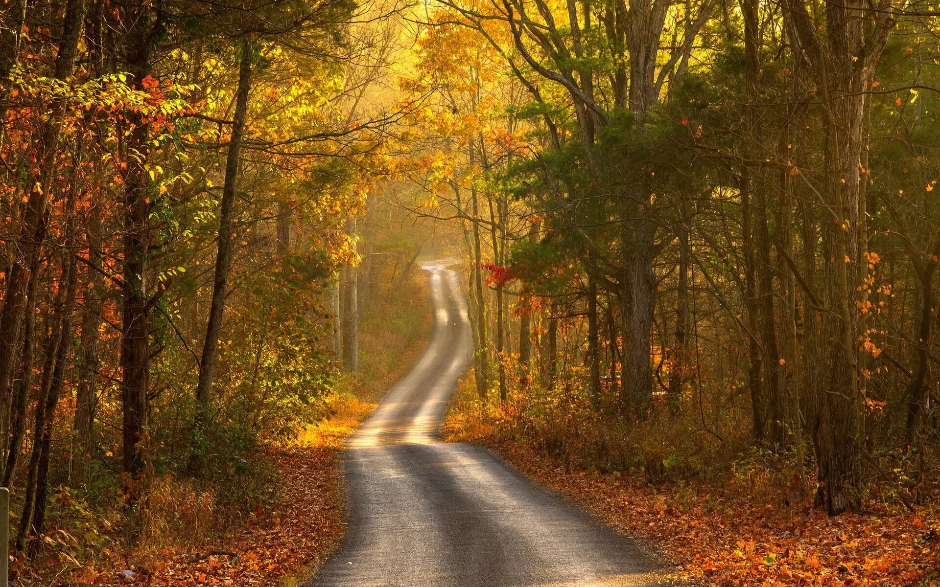 Круг по осенней дороге домой. Дорога в лесу. Осенний лес. Дорога в осень. Лес осенью.