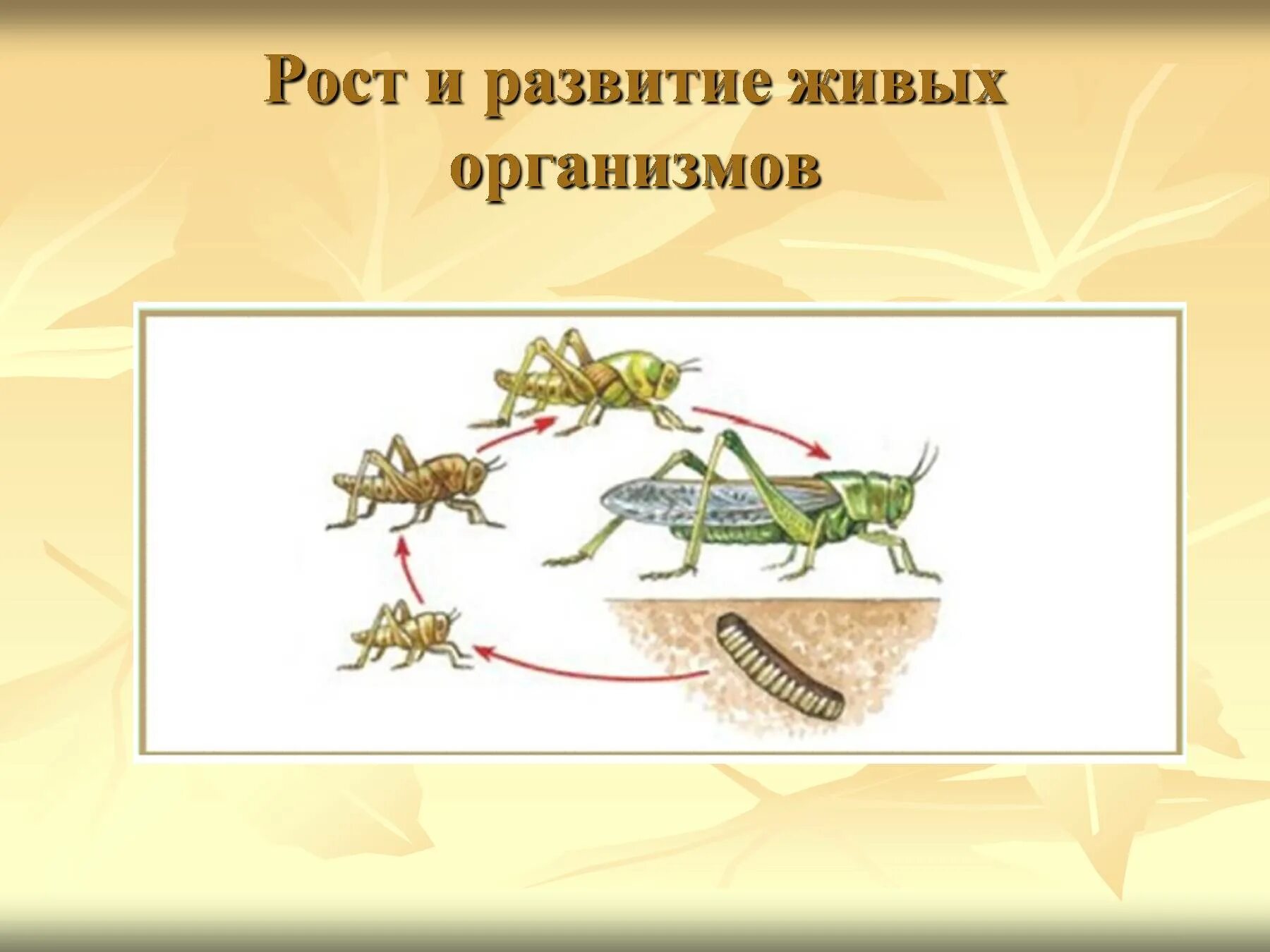 Рост и развитие животных 6. Развитие живых организмов. Рост и развитие живого. Рост живых организмов. Формирование живых организмов.