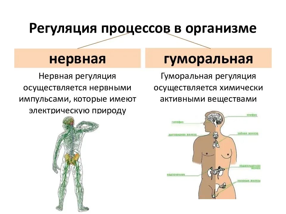 Железы живых организмов. Нервно-гуморальная регуляция функций организма.. Нервная и гуморальная регуляция функций организма. Гуморальная регуляция функций. Железы внутренней секреции.. Нервно гуморальная регуляция схема.