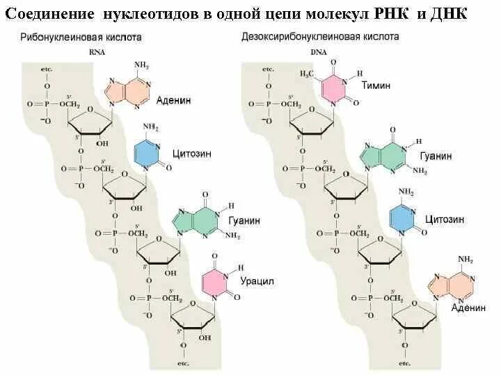 Постройте цепь рнк. Соединения РНК. Соединение двух цепей в молекуле ДНК. Нуклеотиды одной цепи РНК. Число полимерных цепей в молекуле РНК.