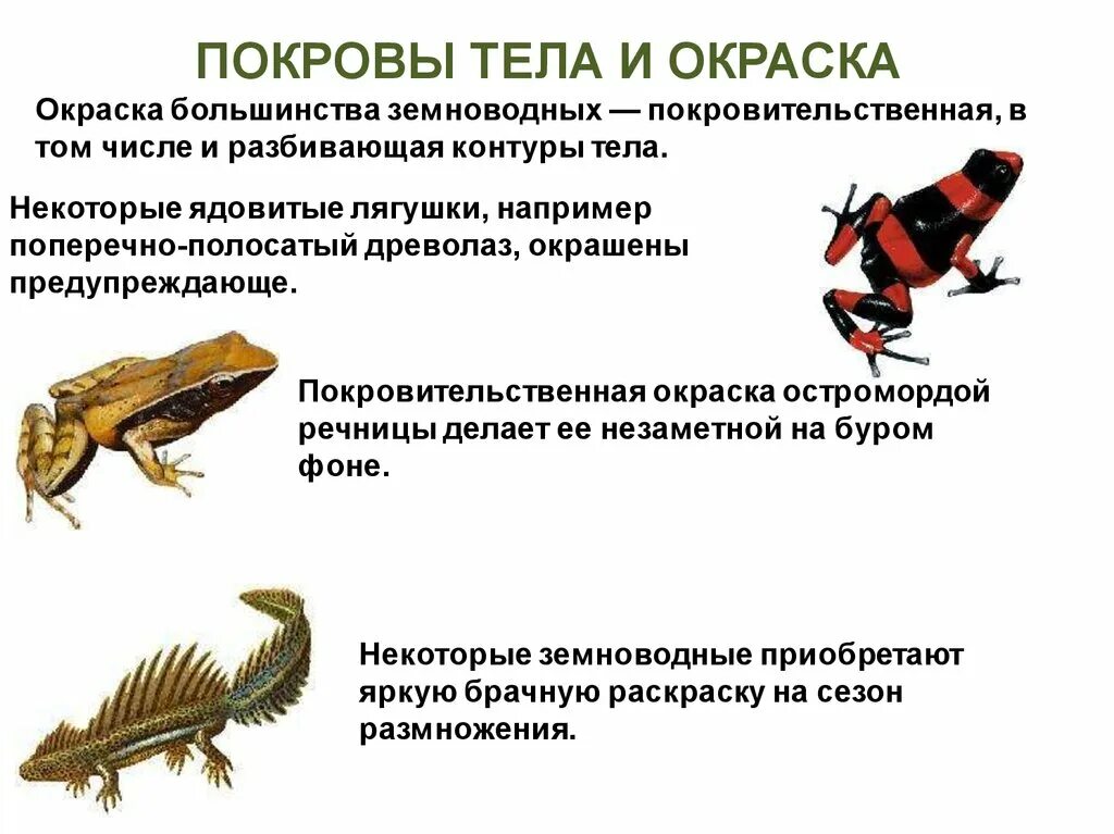 Класс земноводные покровы. Земноводные амфибии покровы тела. Строение покровов земноводных. Покровы земноводных 7. Строение покровов тела у земноводных.