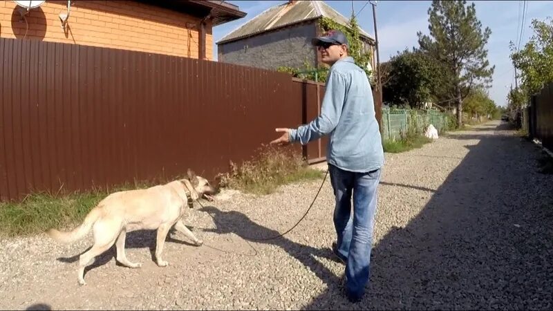 Ануан хазарян дрессировка собак. Кинолог антуан наджарян. Школа антуана наджаряна. Наджарян дрессировка собак видео. Антуан наджарян блоггер.