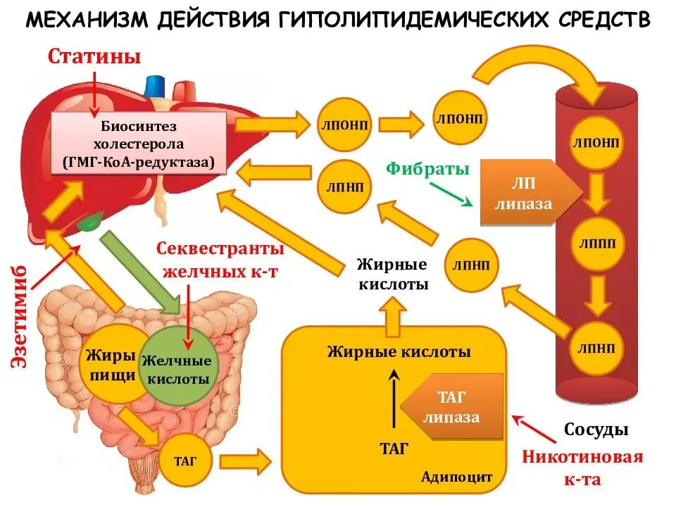 Холестерин побочные действия. Статины механизм действия. Механизм действия гиполипидемических средств. Механизмы действия лекарств средств. Механизм действия статинов препараты.