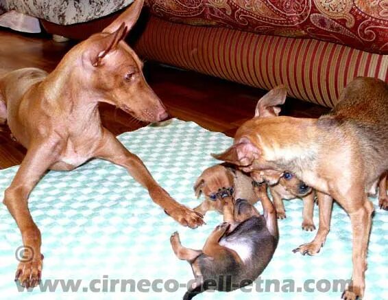 Цвергпинчер течка. Первая течка у цвергпинчера. течка у собак цвергпинчер.