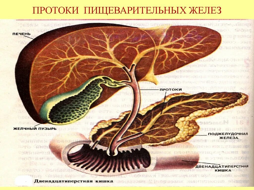 Печень большая железа. Пищеварительные железы схема. Строение пищеварительных желез. Большие пищеварительные железы анатомия. Пищеварительные железы печени.