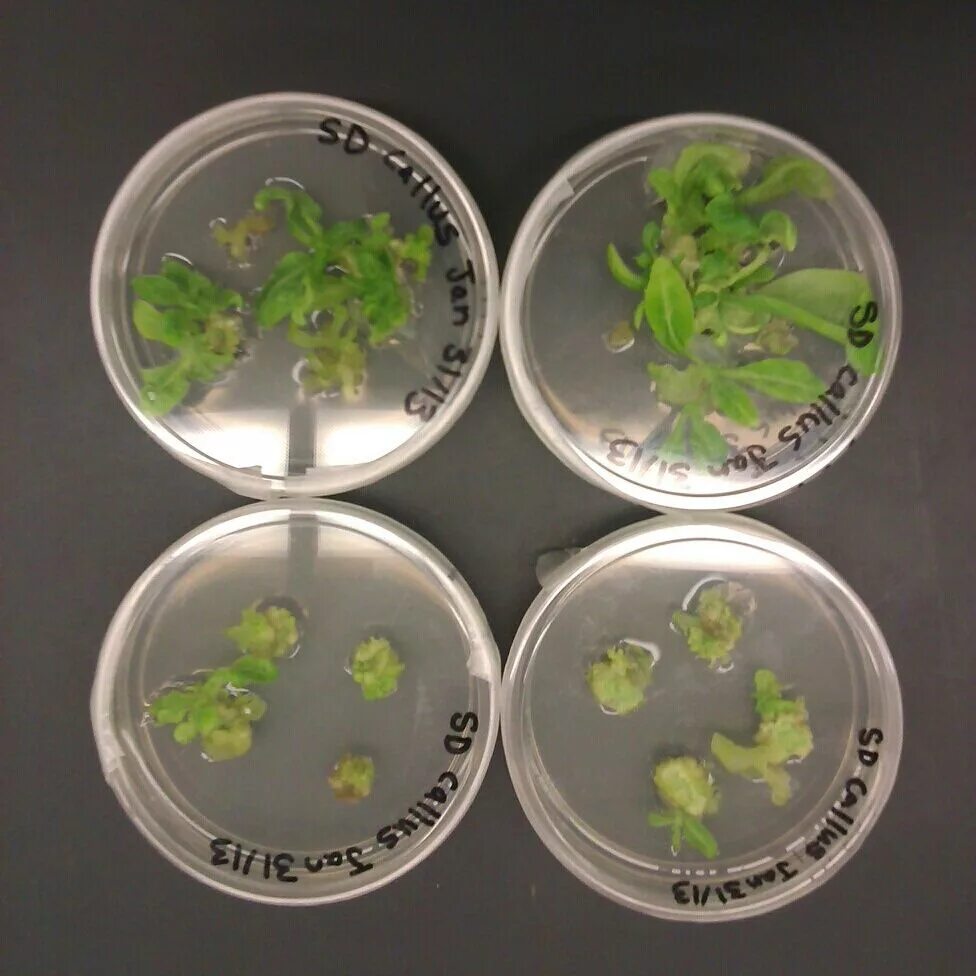 Растения in vitro бактерии. Микроклон мох бабл. Микроклон комнатные растения. Клонирование вариегатных растений. Plant culture