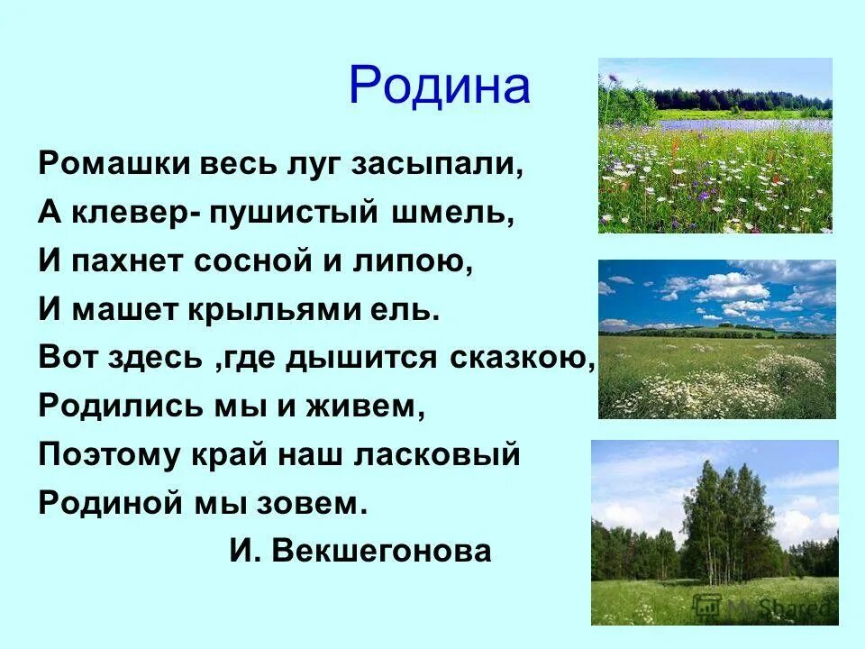 Четверостишье про родину. Стихи о родине. Родина ромашки. Стих про родину и ромашки.