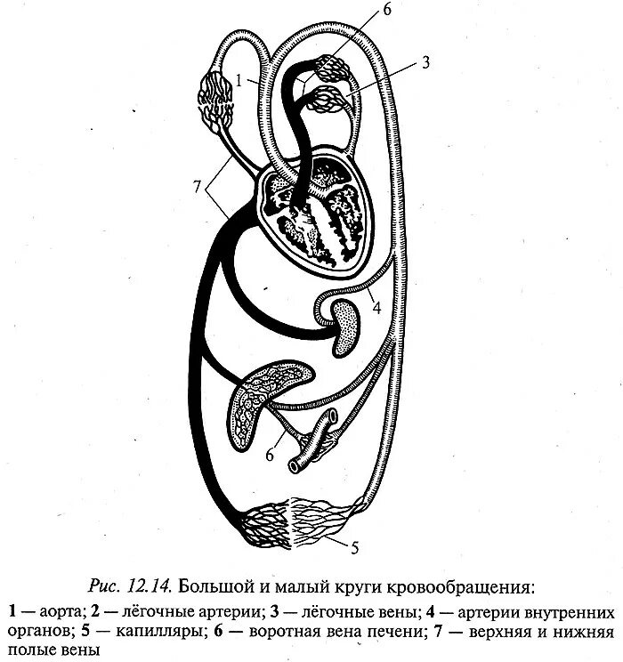 4 круга кровообращения у человека. Большой и малый круг крово. Малый круг кровообращения 8 класс биология. Большой и малый Крук кровообращения. Малый круг и большой круг кровообращения.