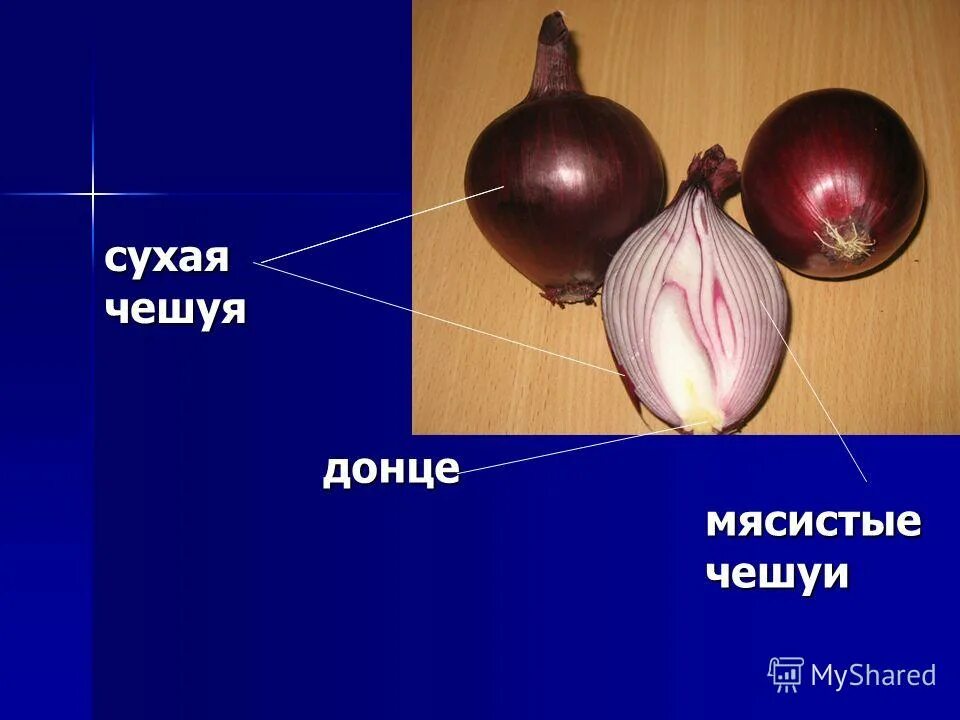 сухие чешуйки луковицы