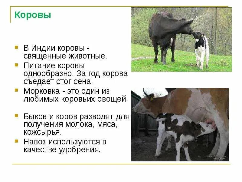 Сообщение о корове. Сообщение о домашних сельскохозяйственных животных. Домашнее животное корова доклад. Тема сообщения о домашних животных.