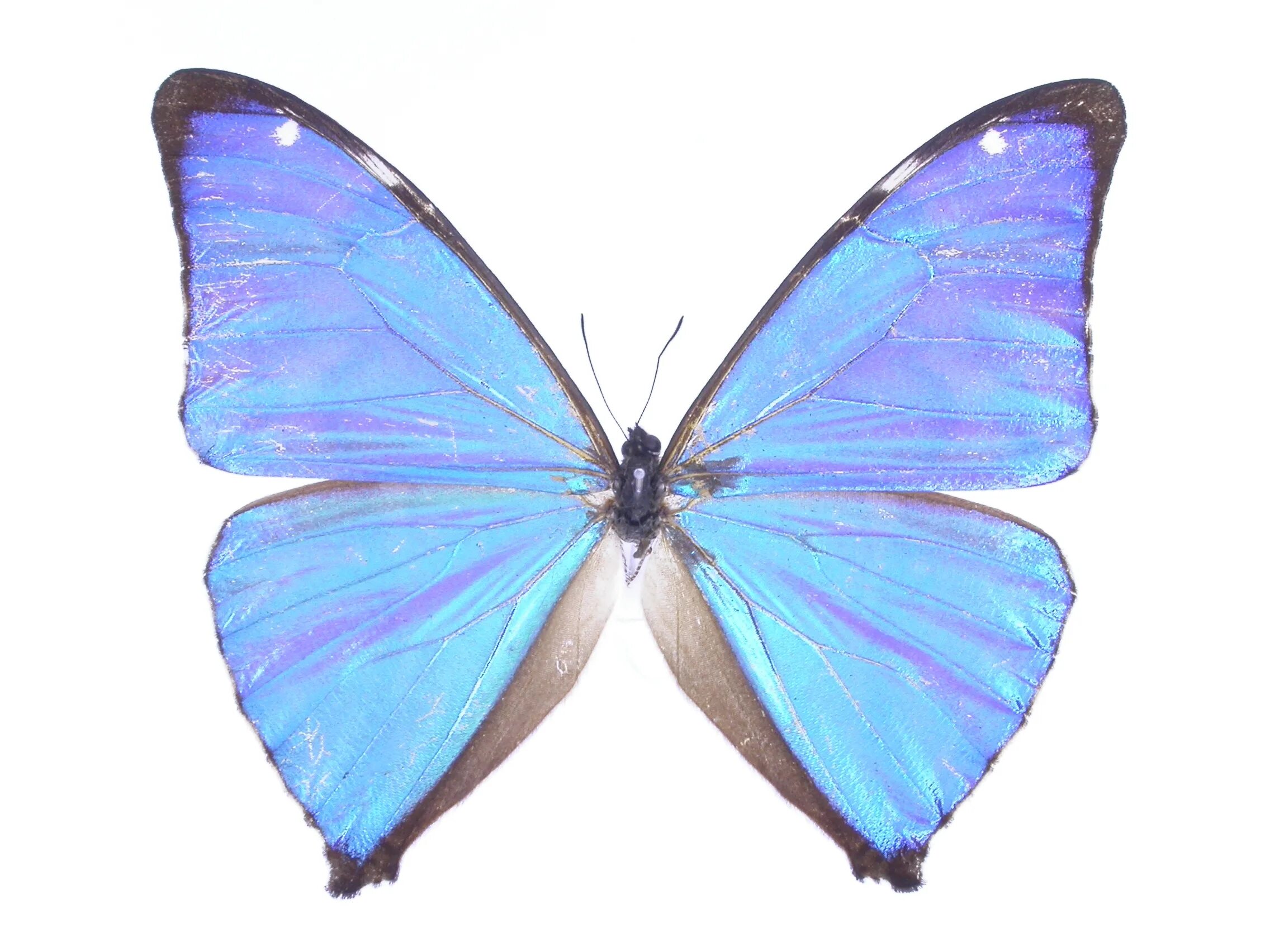 вайлдберриз бабочка. вайлдберриз бабочка. бантик выпускника. бабочки на стену. покрывало «бабочки».