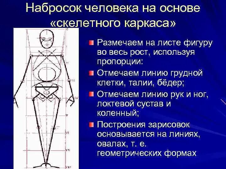 Пропорции человека. Пропорции грудной клетки человека. Основа человека эскиз. Построение фигуры человека теория пропорции.