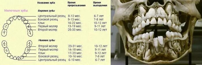 Молочная пятерка зуб. Молочные и коренные зубы у детей схема выпадения. Схема смены молочных зубов на постоянные у детей. Зубы у детей порядок выпадения молочных зубов. Зубы смена молочных зубов схема у детей.