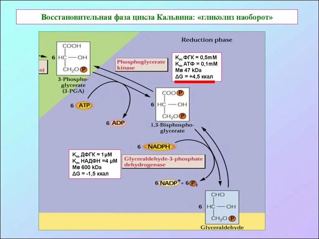 Протекают реакции цикла кальвина. Цикл Кальвина в фотосинтезе. ФГК цикл Кальвина. Цикл Кальвина в фотосинтезе схема. Восстановительный цикл Кальвина.