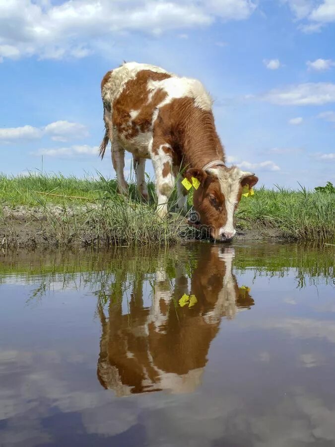 Телята пьют воду. Корова пьет воду. Бык пьет воду. Теленок пьет воду. Корова пьет воду из речки.