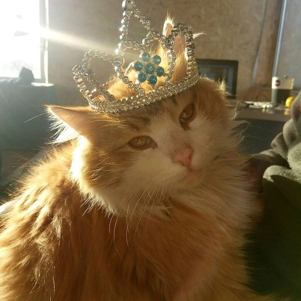 Кошечки королевы. Кот в короне. Кот царь. Король кошек. Рыжий кот в короне.