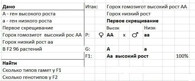 У гороха высокий рост доминирует над низким. У гороха высокий рост доминирует над низким гомозиготное растение. Высокий рост у гороха доминирует над низким низкорослые. У гороха доминантная аллель Гена le.