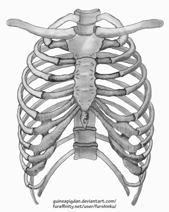Кости рёбер с грудиной. Грудная клетка с ребрами и грудиной. Грудная клетка анатомия 10 ребро. Анатомия скелет грудной клетки ребра Грудина.