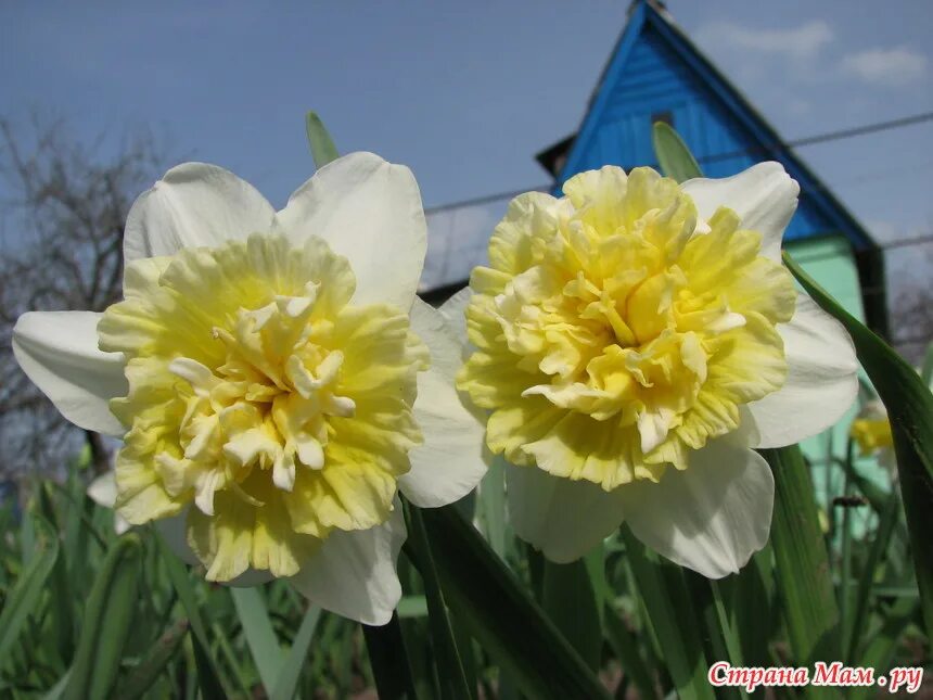 Нарцисс айс Кинг. Нарцисс айс Кинг махровый. King Daffodil Нарцисс. Нарцисс Ирен Коупленд махровый. Нарцисс айс