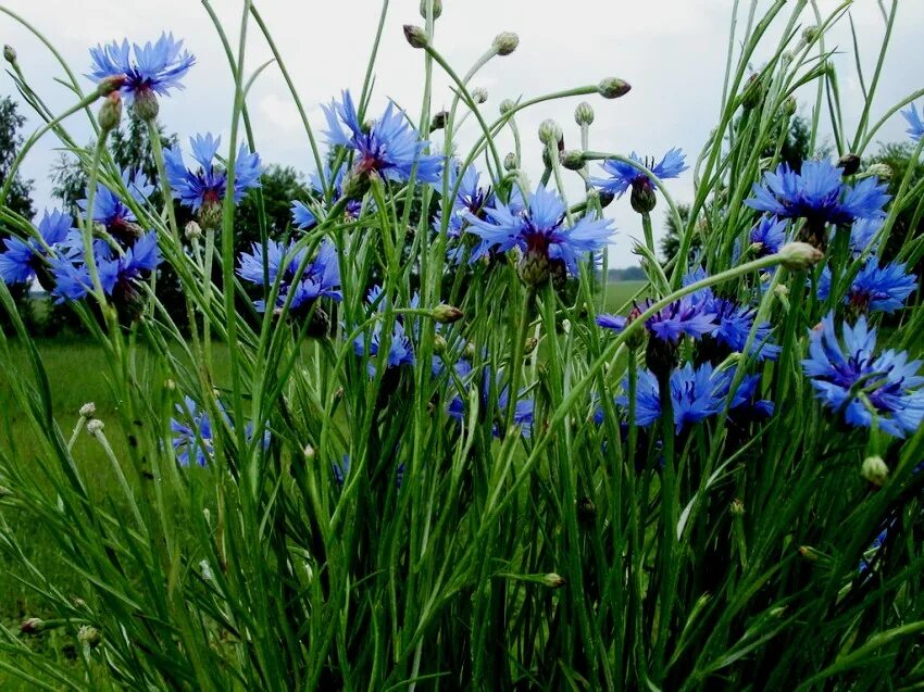 василек синий полевой. василек горный крым. василек полевой. страна васильков. василек горный grandiflora.