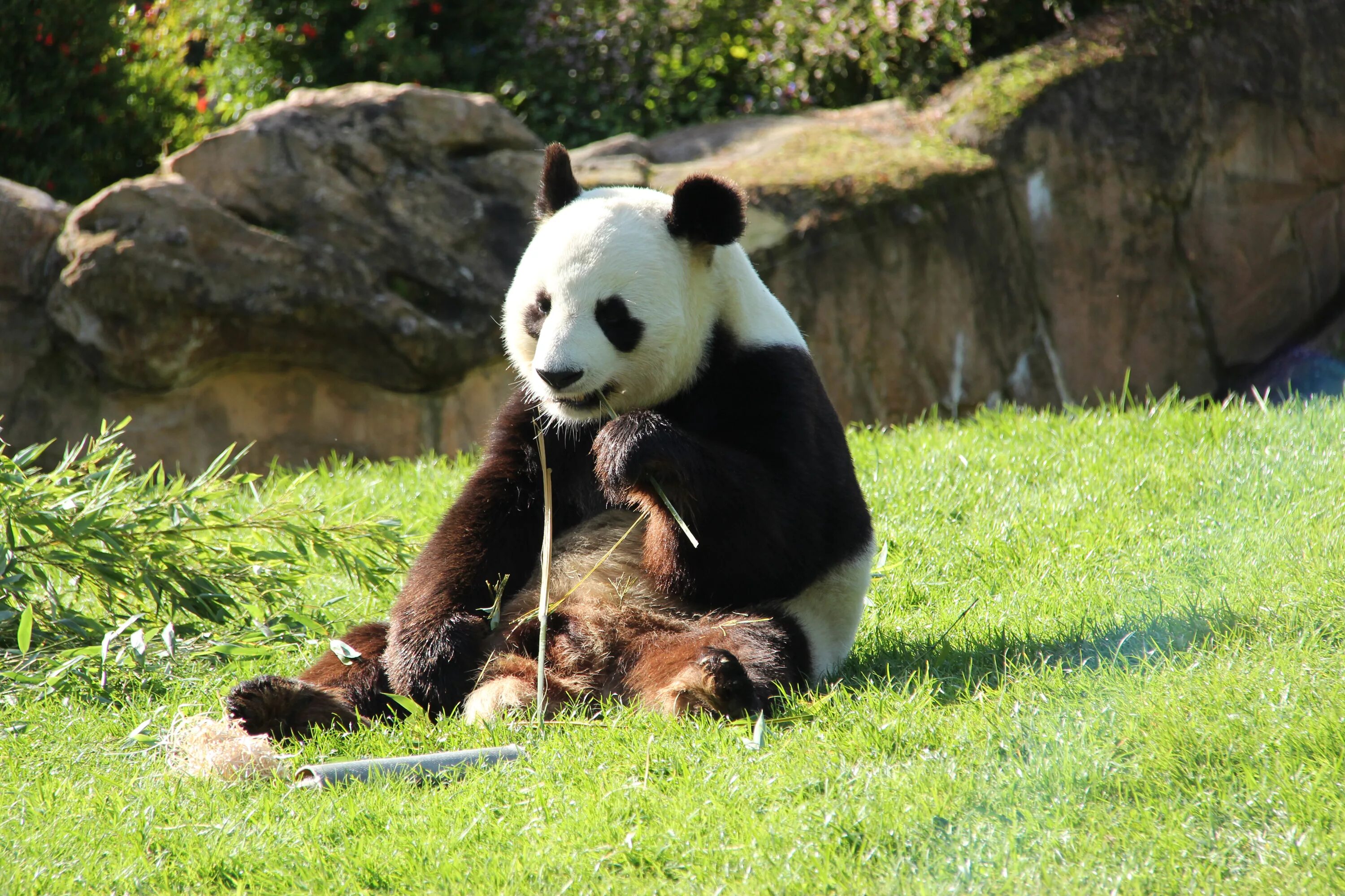 Большая Панда. Медведь Панда. Панда сидит. Панда фото. Большая панда медведь