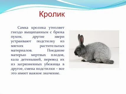 Рассказы Аро кролика Джоси: 2 тыс изображений найдено в Яндекс Картинках