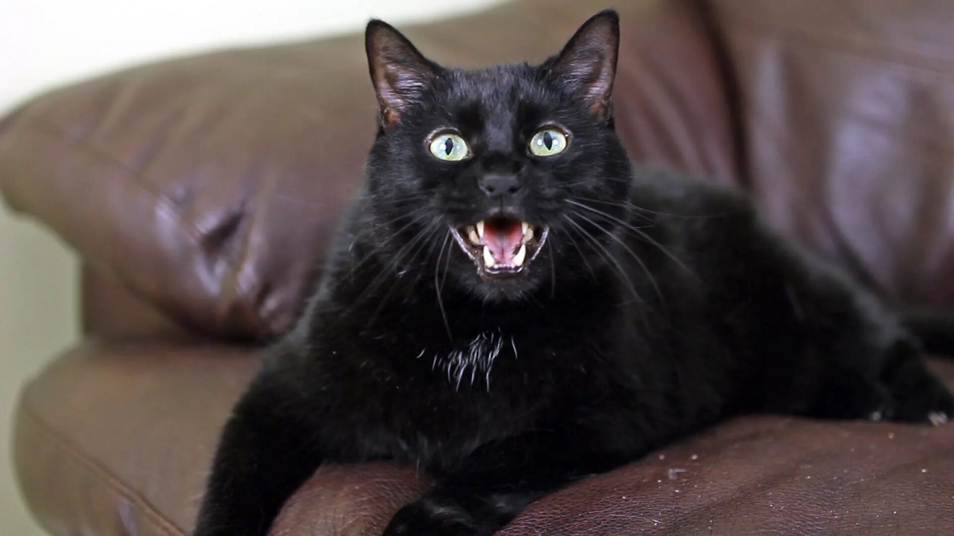 5 говорящих кошек. Чёрный кот. Черный кот мяукает. Черный кот шипит. Черный котенок мяукает.