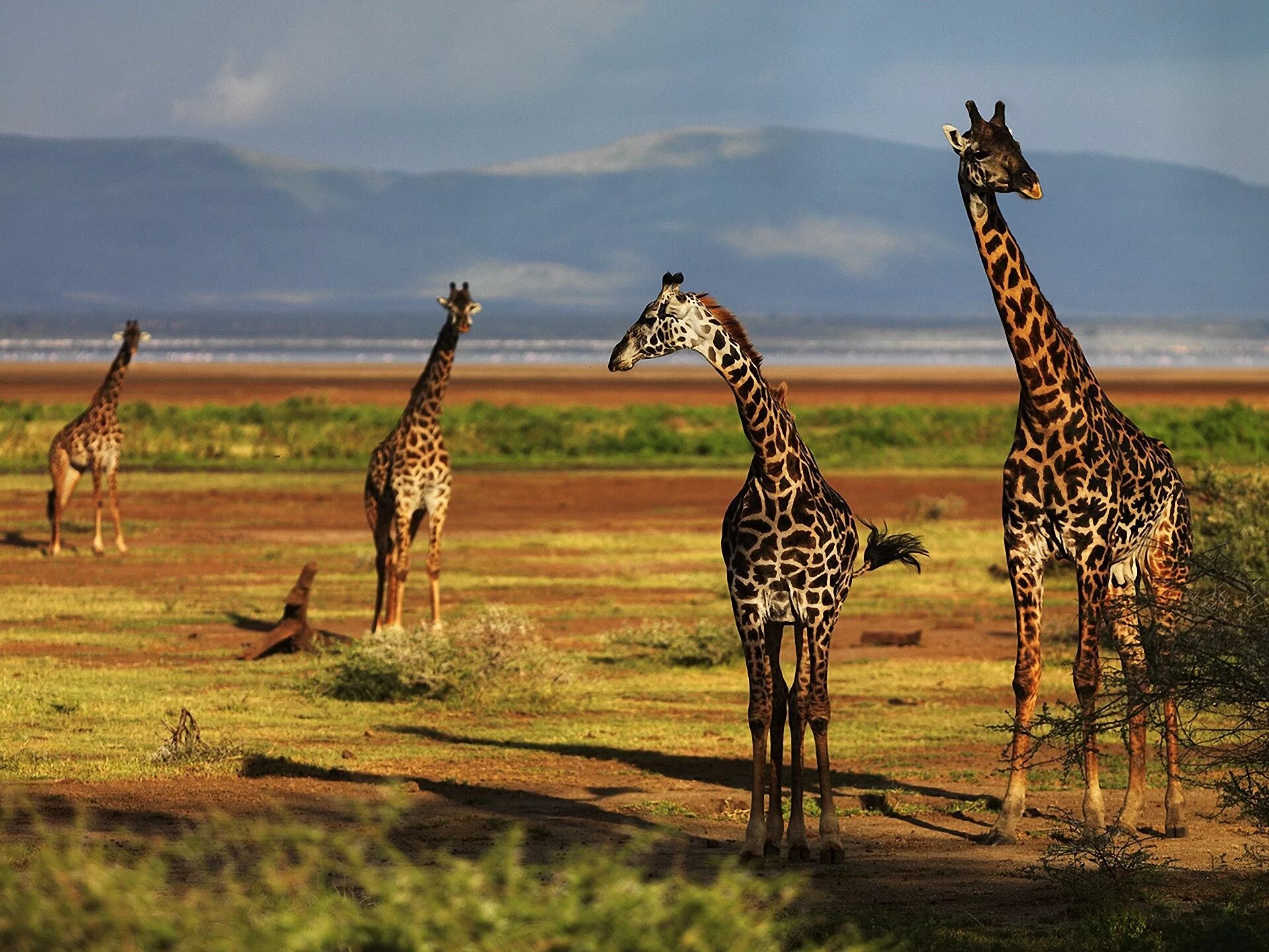 Жираф живет в африке. Жираф саванны Африки. Животные Африки саванны Африки Жираф. Эндемики Африки Жираф южноафриканский. Нубийский Жираф.