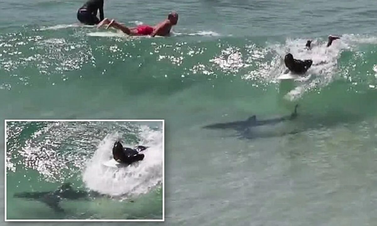 Австралия акулы пляжи.