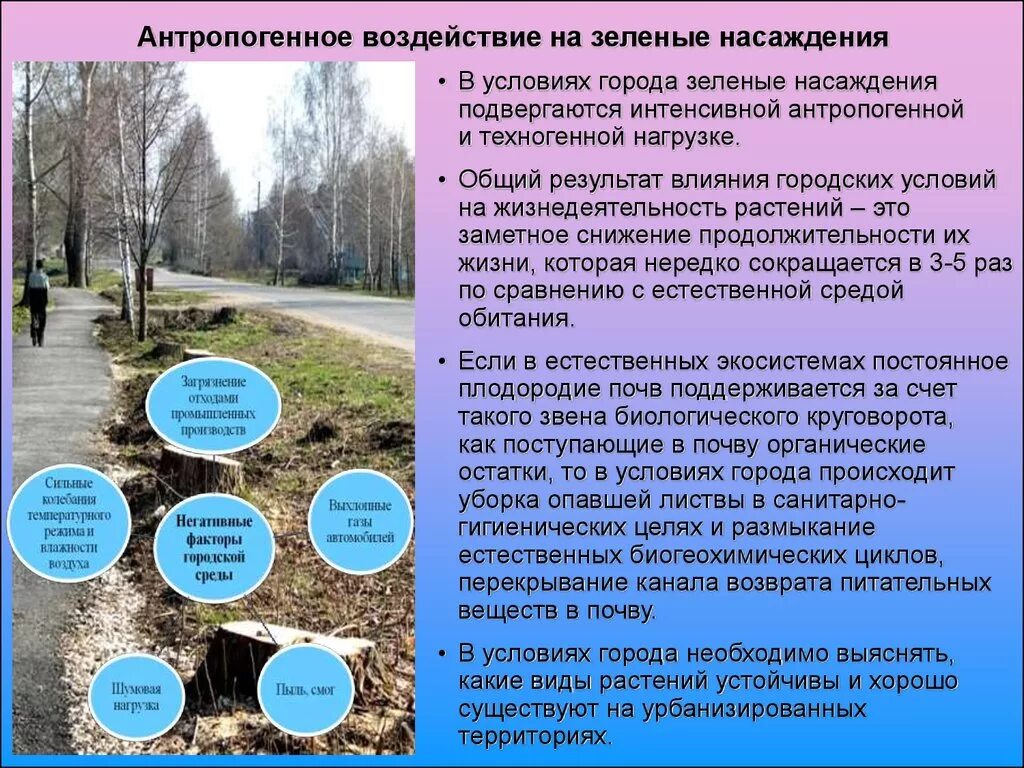 Влияние городской среды на человека. Влияние антропогенных факторов на растения. Влияние зеленых насаждений на городскую среду. Антропогенное воздействие на зеленые насаждения. Антропогенные факторы воздействующие на траву.