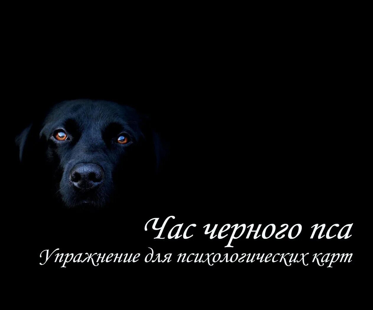 Black dog перевод на русский. Международный день черной собаки. День черных собак. День черных собак 1 октября. День черных собак картинки.