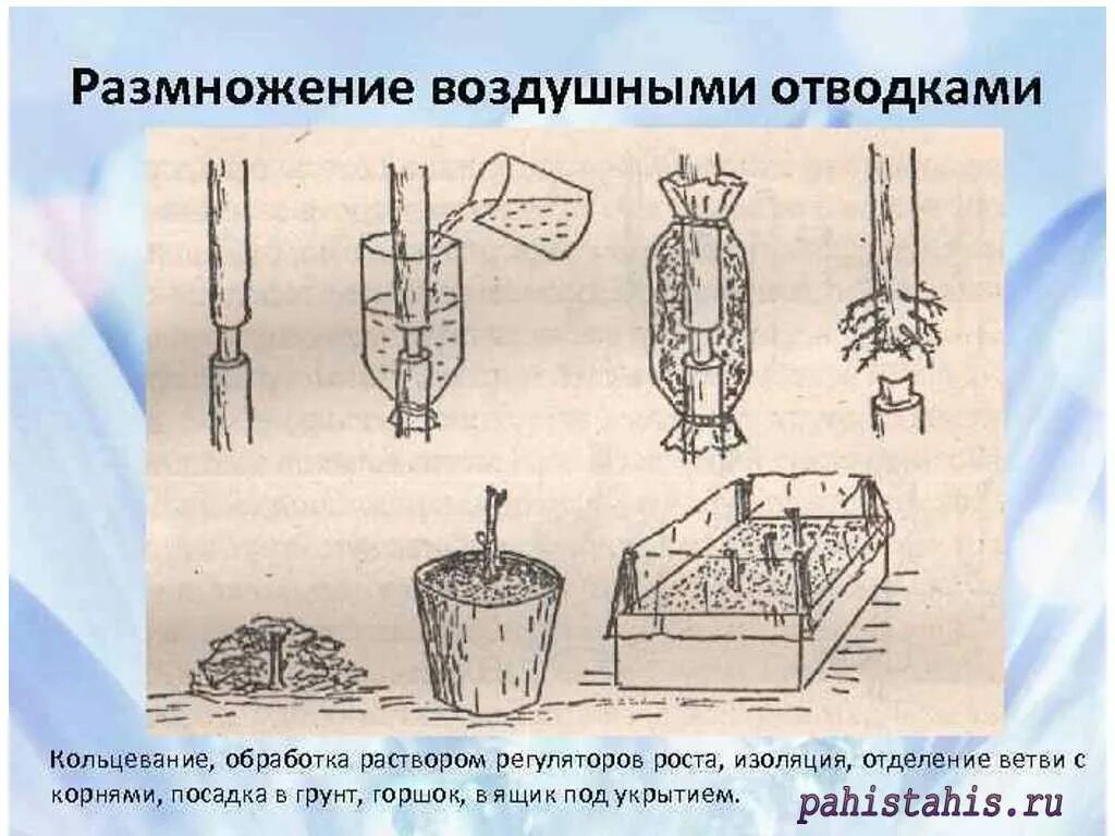 Размножение яблони воздушной отводкой. Размножение древесных растений отводками. Размножение цветов воздушными отводками. Размножение роз воздушными отводками. Запрещенная литература размноженная кустарным способом