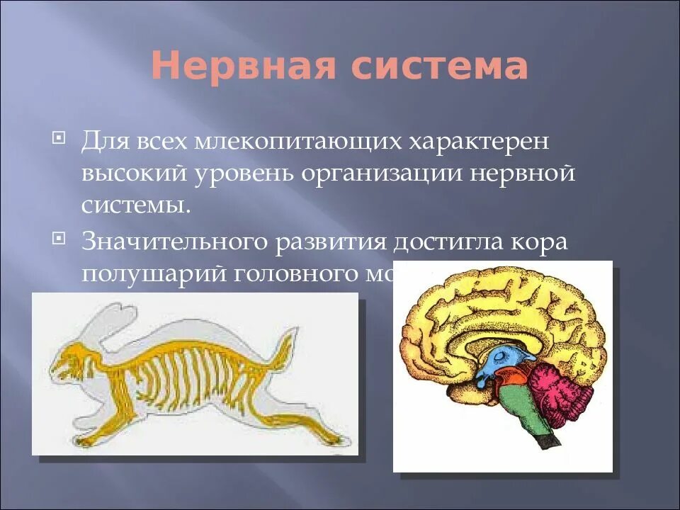 Диафрагма характерна для млекопитающих. Нервная система млекопитающих 7 класс. нервная система млекопитающих 7 класс биология. строение нервной системы млекопитающих. нервная система млекопитающих таблица 7.
