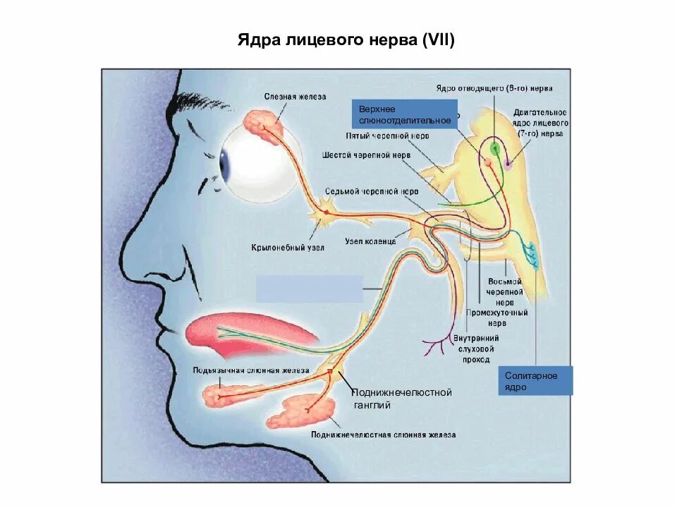Лицевой нерв является. Верхнее слюноотделительное ядро функции. Верхнее слюноотделительное ядро иннервирует. Верхнее и нижнее слюноотделительные ядра иннервируют. Верхнее слюноотделительное ядро лицевого нерва.