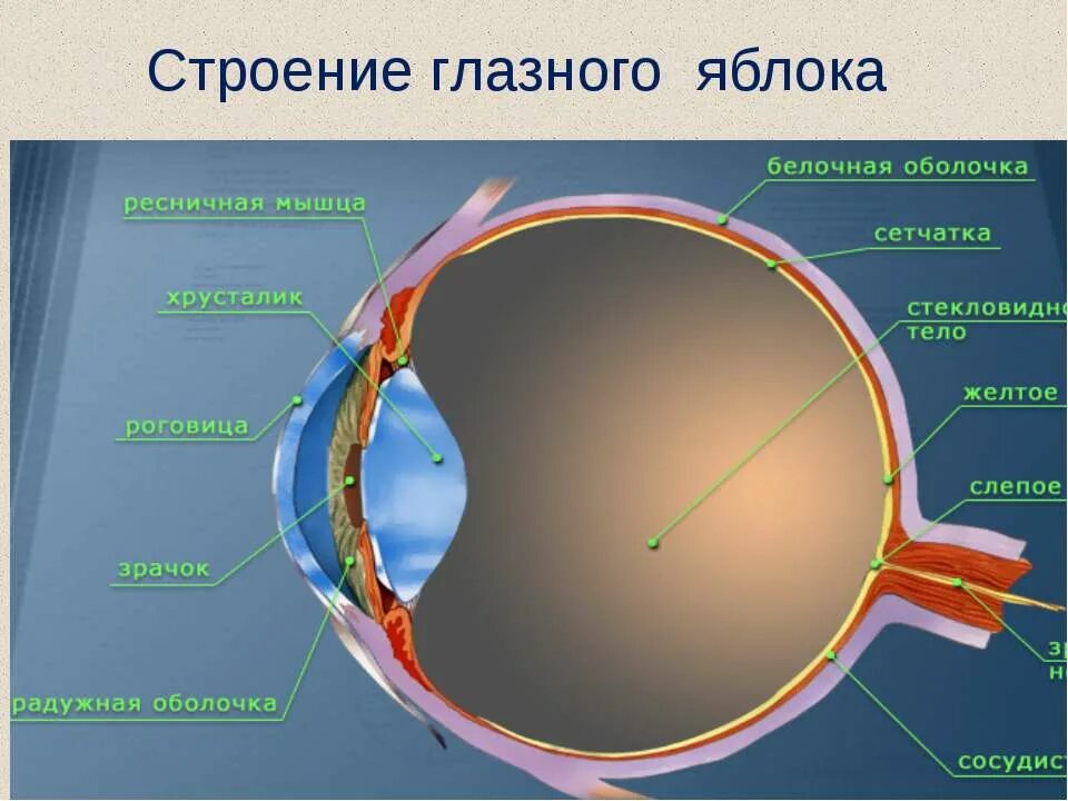 Как называется прозрачная часть белочной оболочки глаза. Анатомия глазное яблоко атлас. Строение глазного яблока. Строение глаза. Строение человеческого глаза.
