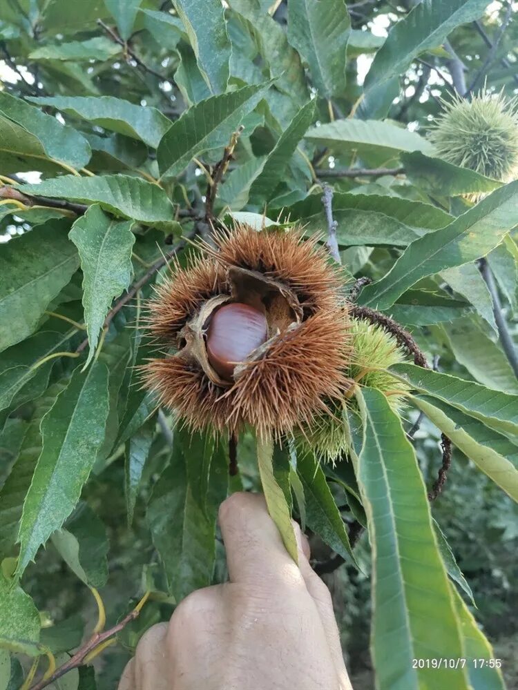 Карликовый каштан описание. Каштан низкорослый (castanea pumila). Каштан дерево плоды. Карликовый каштан описание. Карликовый каштан описание.