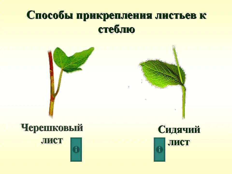 Какой лист называют сидячим. Черешковый лист. типы листьев черешковые и сидячие. черешковый и сидячий тип листа. черешковые листья и сидяяи.
