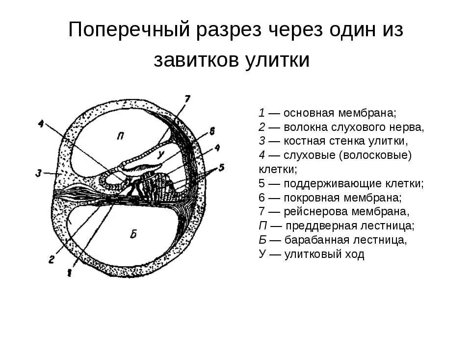 Схема строения улитки поперечный срез. Схема поперечного среза улитки. Схема поперечного разреза улитки физиология. Поперечный разрез через один из завитков улитки.