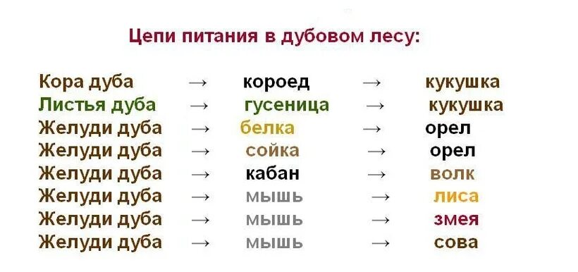 Составьте 2-3 цепи питания, характерные для лесного сообщества.
