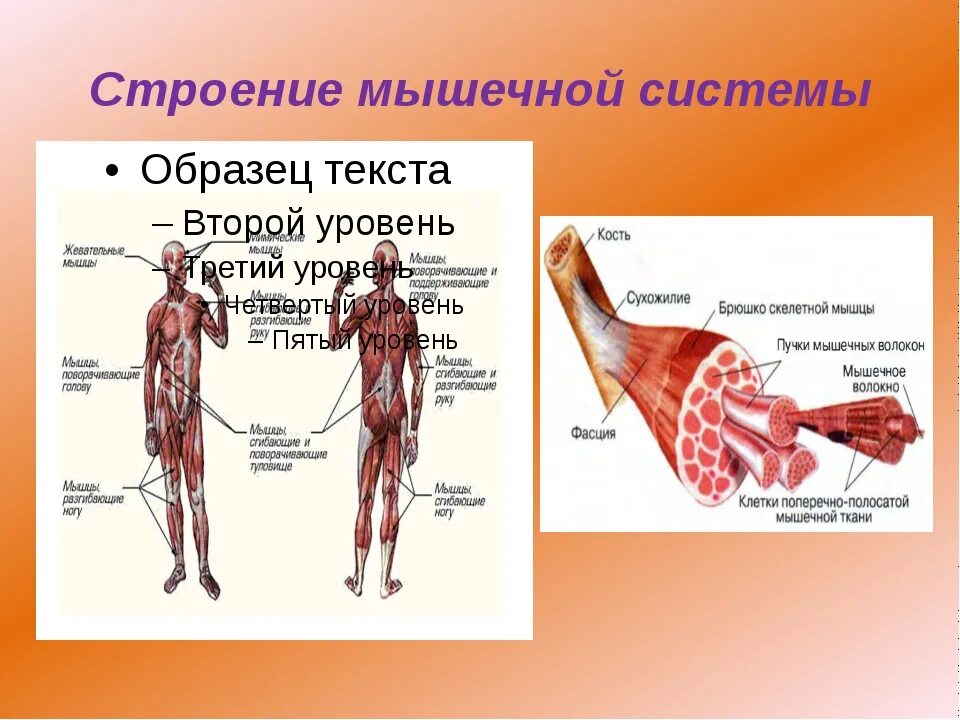 Назовите функции мышц