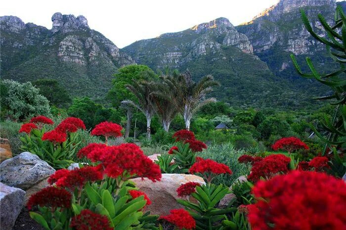 Ботанический сад кирстенбош кейптаун. Растительность страны. Растительность страны. Ботанический сад кирстенбош юар. Ботанический сад кирстенбош юар.