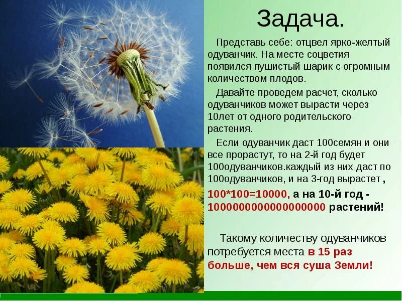 Одуванчик растет. Вырос одуванчик. Как растет одуванчик. Соцветие одуванчика. Жанры одуванчиков