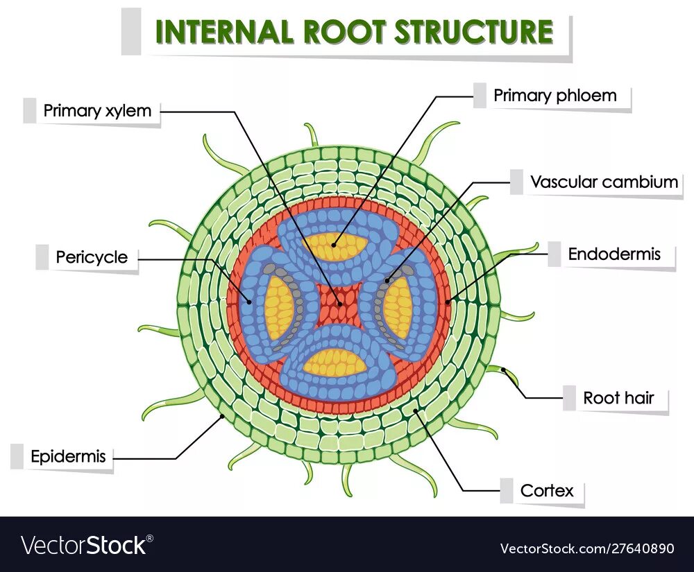 Internal root. Root structure. internal structure of the root. internal structure of the root vector. the primary structure of the root..