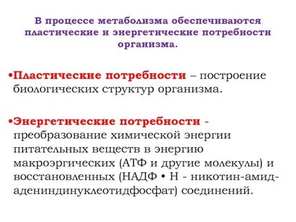 Установите соответствие процессов энергетическому обмену