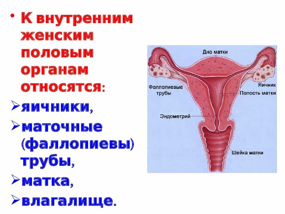 К внутренним женским органам относится. К внутренним половым органам относятся. Внутренние женские половые органы. Строение женских.половых органов. 10 женских органов